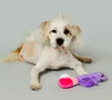 Scruffy Vibrators | Scruffy - Bunny Vanderpup Scruffy Vibrators | Scruffy - Bunny Vanderpup